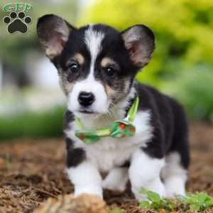 Donny, Pembroke Welsh Corgi Puppy