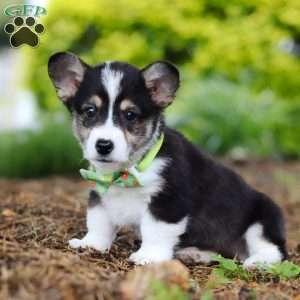 Donny, Pembroke Welsh Corgi Puppy