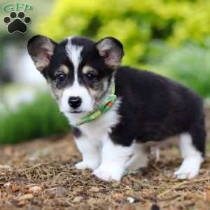 Donny, Pembroke Welsh Corgi Puppy