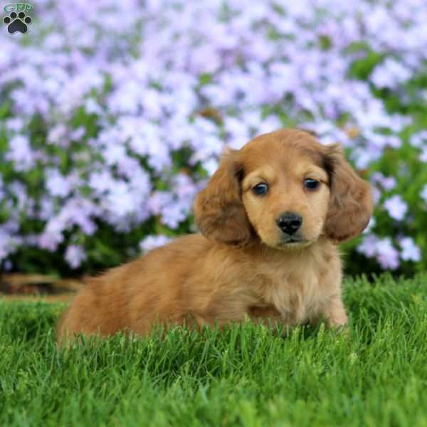 Donovan, Dachshund Puppy