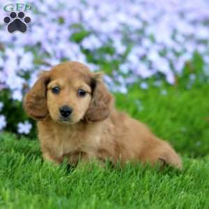Donovan, Dachshund Puppy