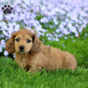 Donovan, Dachshund Puppy