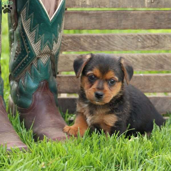 Donut, Yorkie Mix Puppy