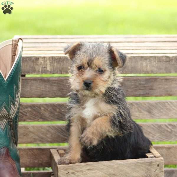 Doodle, Yorkie Mix Puppy