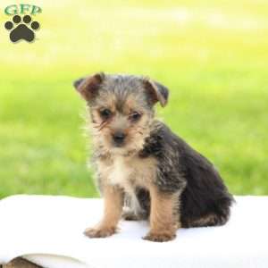 Doodle, Yorkie Mix Puppy