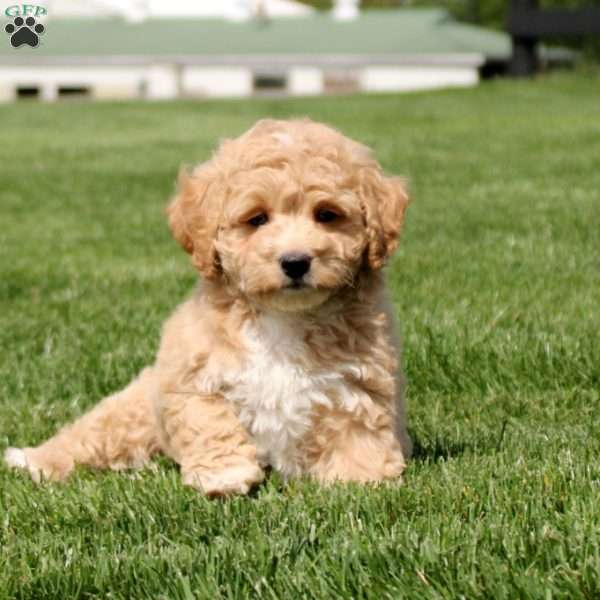 Dorie, Bich-Poo Puppy