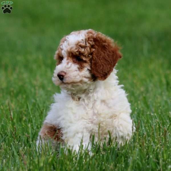 Doris, Miniature Poodle Puppy