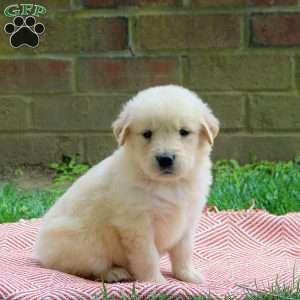 Dottie, Golden Retriever Puppy