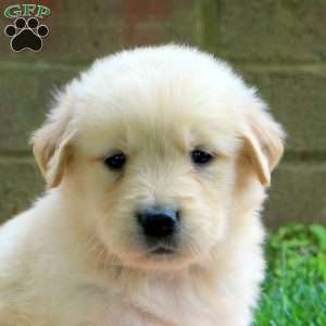 Dottie, Golden Retriever Puppy