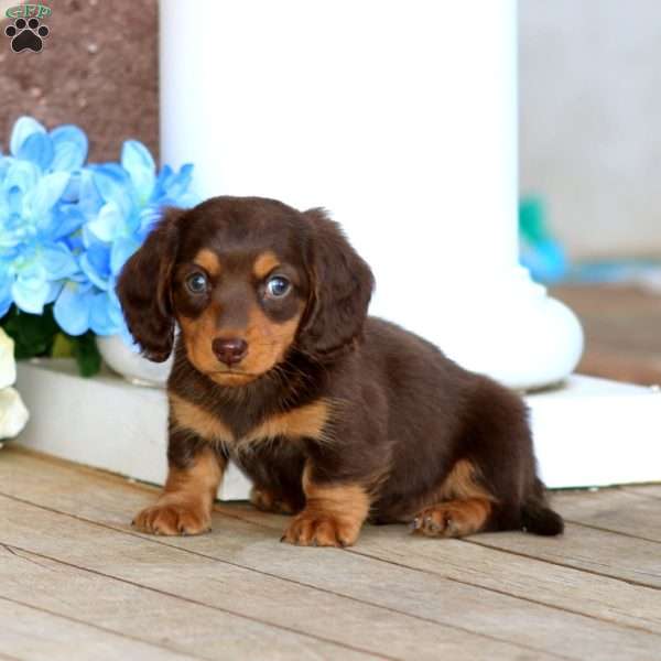 Douglas, Dachshund Puppy