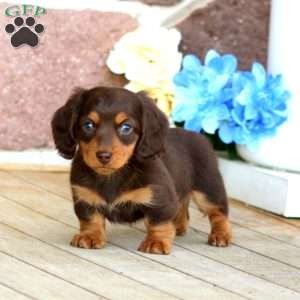 Douglas, Dachshund Puppy