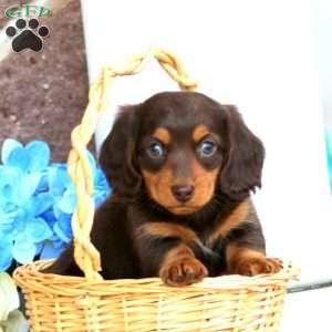 Douglas, Dachshund Puppy