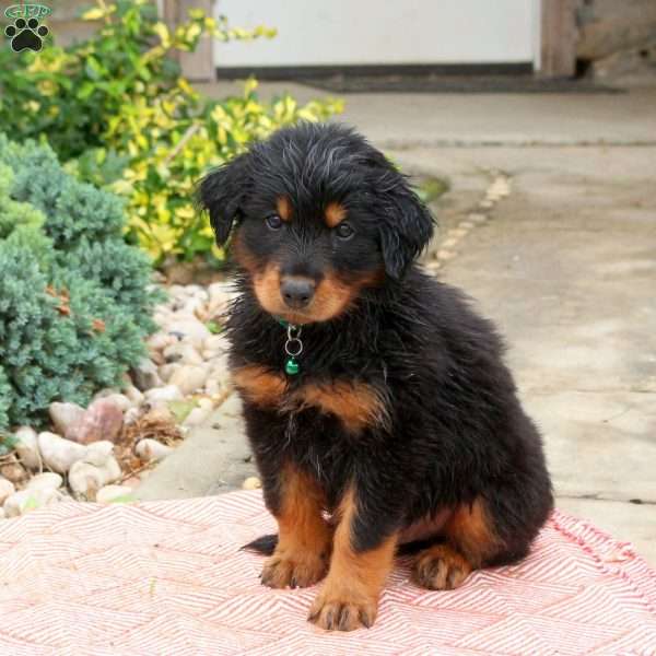 Dr. Pepper, English Shepherd Mix Puppy