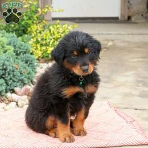 Dr. Pepper, English Shepherd Mix Puppy