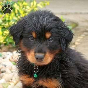 Dr. Pepper, English Shepherd Mix Puppy