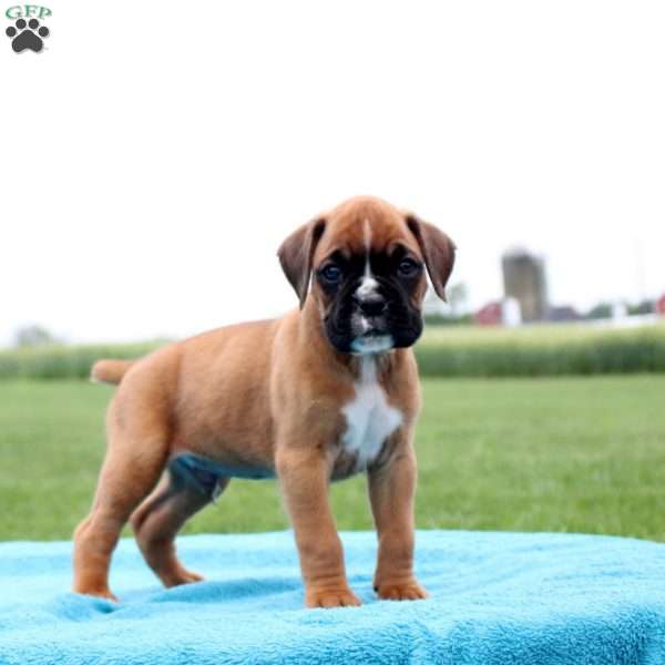 Dr. Pepper, Boxer Puppy