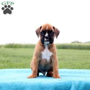 Dr. Pepper, Boxer Puppy