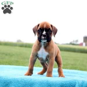Dr. Pepper, Boxer Puppy