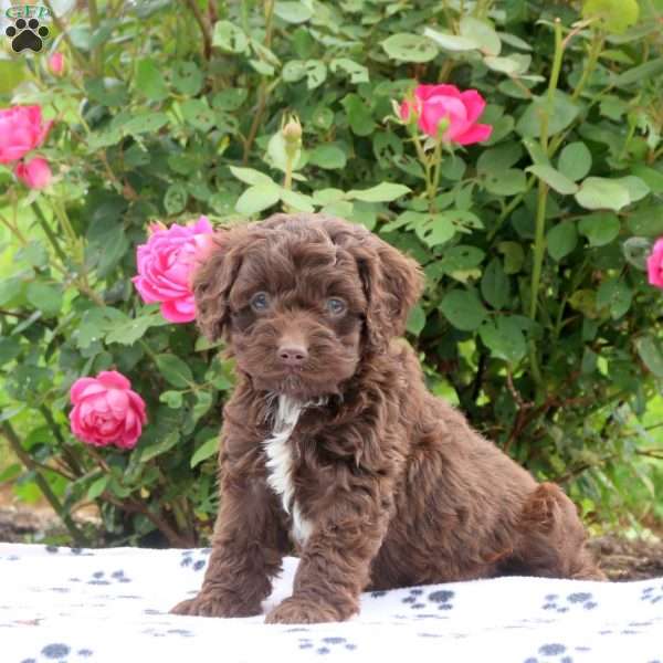 Drake, Cockapoo Puppy