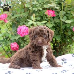 Drake, Cockapoo Puppy