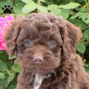 Drake, Cockapoo Puppy