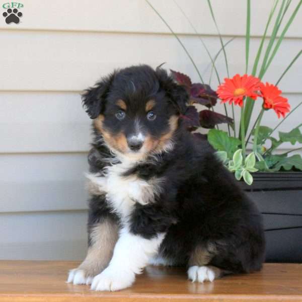 Dream, Australian Shepherd Puppy