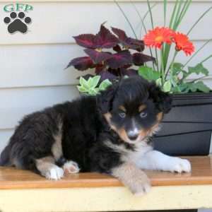Dream, Australian Shepherd Puppy