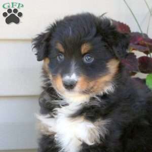 Dream, Australian Shepherd Puppy