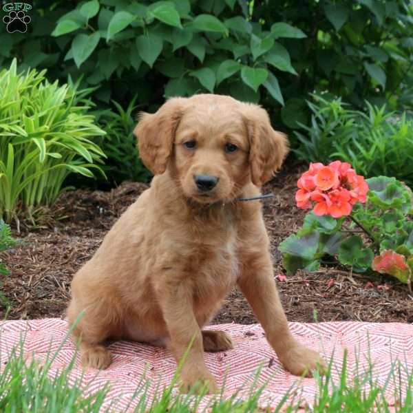 Drew, Mini Goldendoodle Puppy