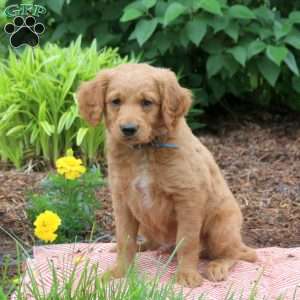 Drew, Mini Goldendoodle Puppy