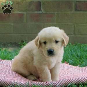 Drew, Golden Retriever Puppy
