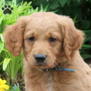 Drew, Mini Goldendoodle Puppy