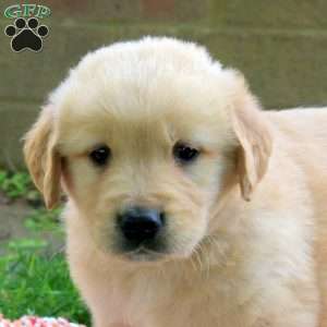 Drew, Golden Retriever Puppy