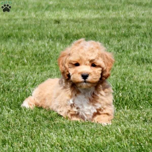 Drew, Bich-Poo Puppy