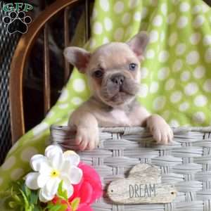Drifter, French Bulldog Puppy
