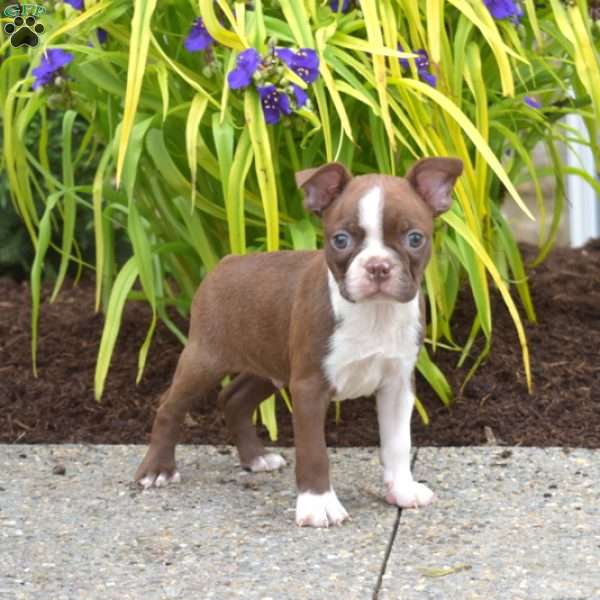 Drifter, Boston Terrier Puppy