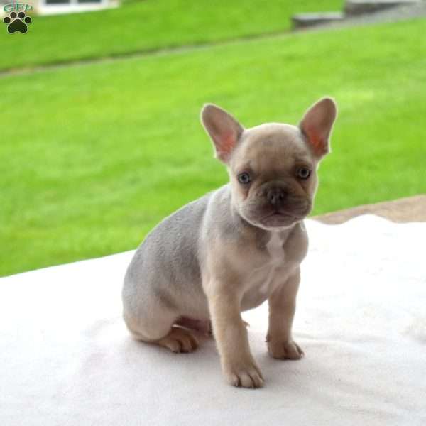 Drifter, French Bulldog Puppy