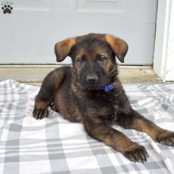 Drifter, German Shepherd Puppy