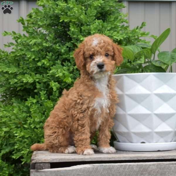 Drifter, Miniature Poodle Puppy