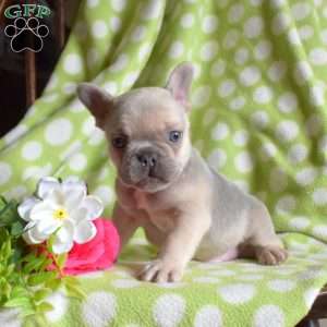 Drifter, French Bulldog Puppy