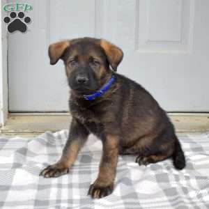 Drifter, German Shepherd Puppy