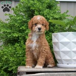 Drifter, Miniature Poodle Puppy