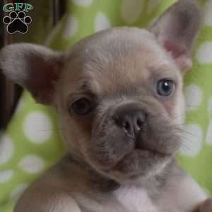 Drifter, French Bulldog Puppy