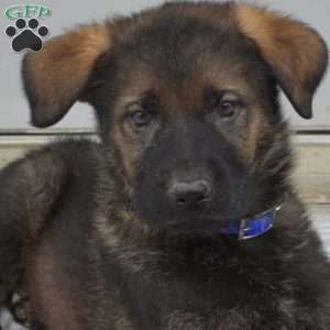 Drifter, German Shepherd Puppy