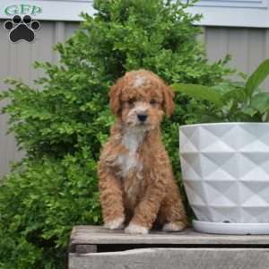Drifter, Miniature Poodle Puppy