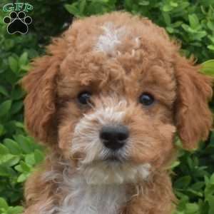 Drifter, Miniature Poodle Puppy