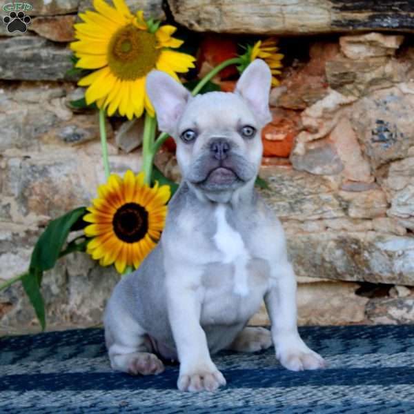 Drifter, French Bulldog Puppy