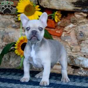 Drifter, French Bulldog Puppy