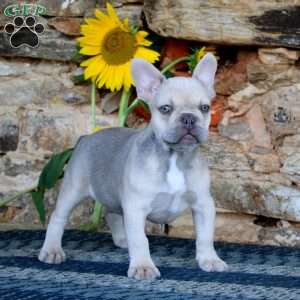Drifter, French Bulldog Puppy