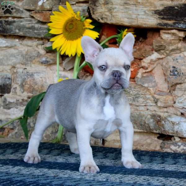 Drifter, French Bulldog Puppy